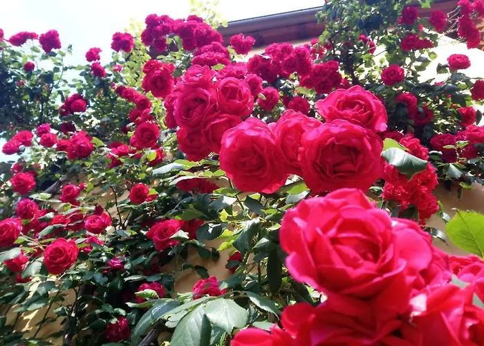 Il Meglio Al Minimo Apartman *